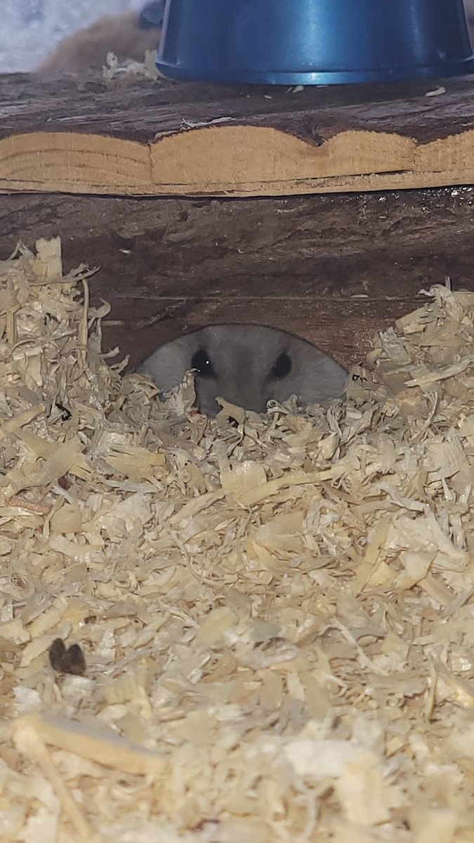 Fluffy The Hamster tweet media