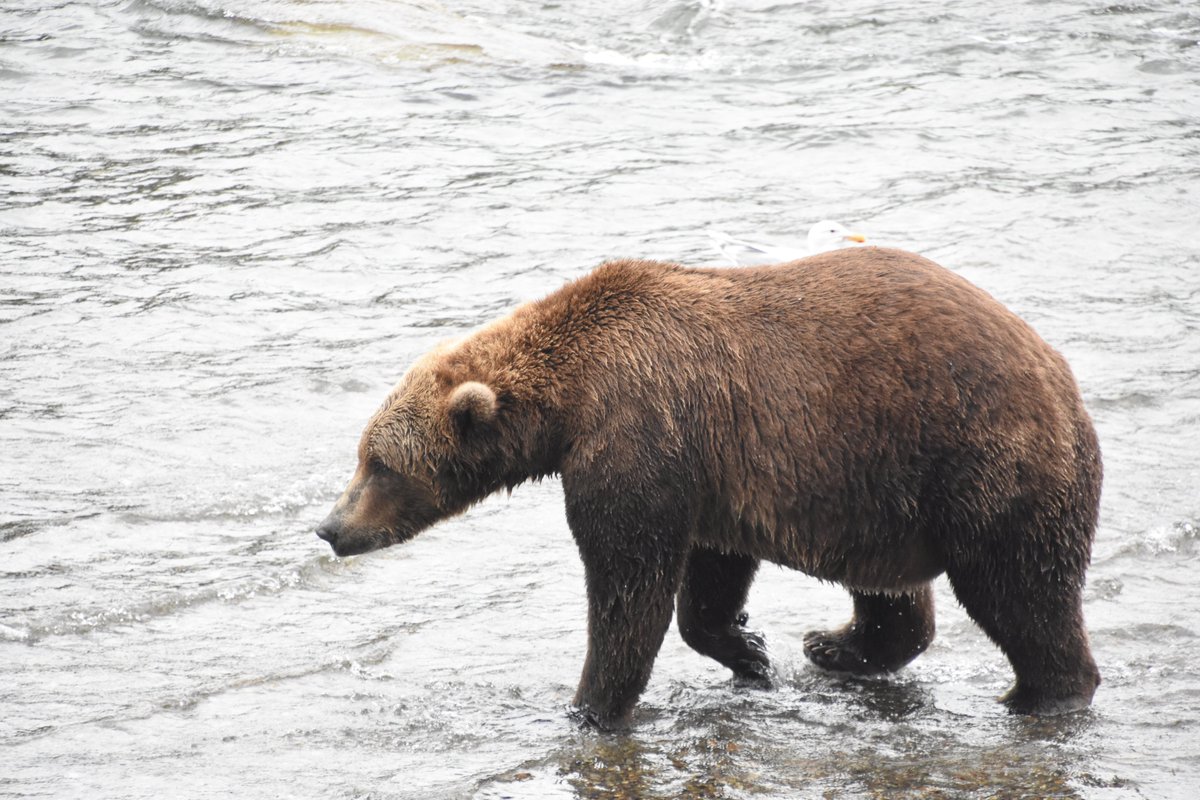 JanetMacreery's tweet photo. Have you been voting for Fat Bear Week? If the name gives you pause, read this article on the origins of this week-long celebration of healthy bears.
https://t.co/7knZNktWv1

Photo from our August 2022 trip to Katmai National Park &amp; Preserve https://t.co/UcTfDzxSQ7