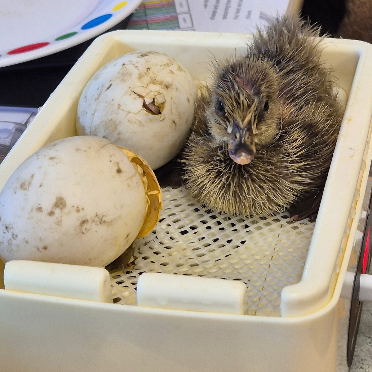 KS3 pupils in Riverside have been looking after two duck eggs. Look who arrived today 🐣