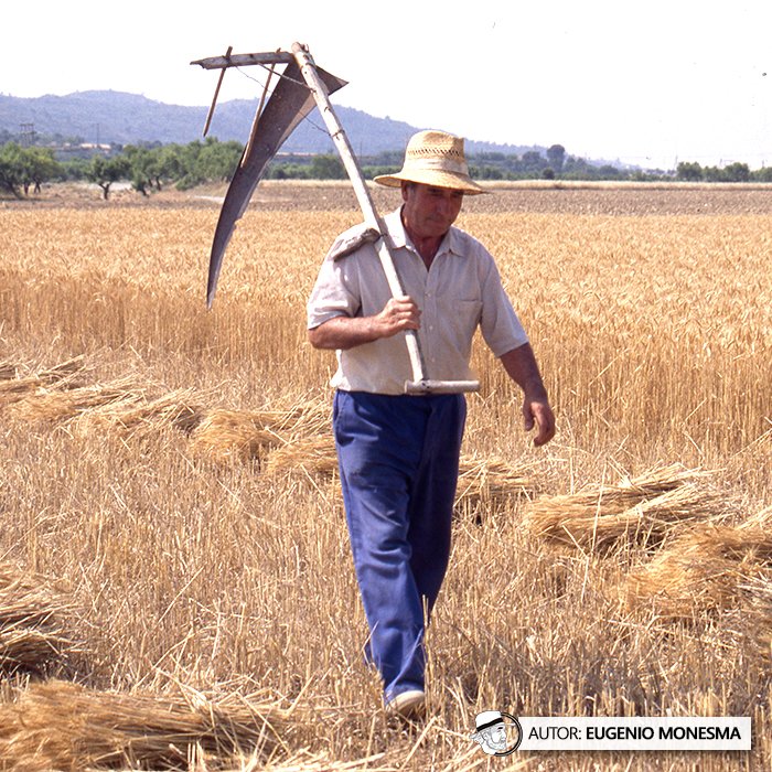 EugenioMonesma's tweet photo. 🌾 ¿Has pensado alguna vez el trabajo y esfuerzo que había antiguamente para obtener algo tan básico como el grano de #trigo?

En 1998 conocí en primera persona cómo era el duro oficio de #segador y #trillero, entre otros.

📽️ Documental COMPLETO (26'): https://t.co/SlKPxCi1NO https://t.co/LB7Loz8HUU