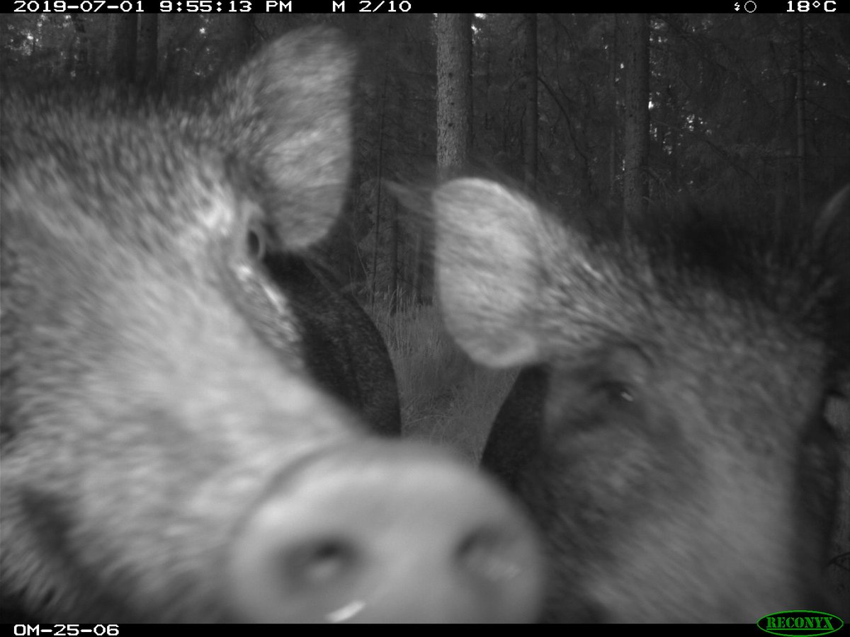 Tim R. Hofmeester🐾📷🎶 tweet media