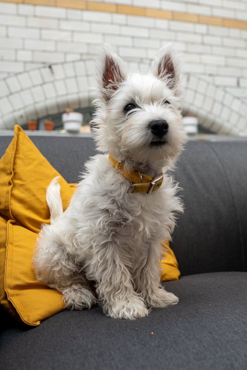 It’s #InternationalPetDay and honestly, any excuse for us to post our pets!

1. Stunning staf-weimeraner cross Taxi
2. Professional Hamish doing some editing
3. Gorgeous girl Cora
4. Wee Flóraidh

Fill the comments with pictures of your pets!