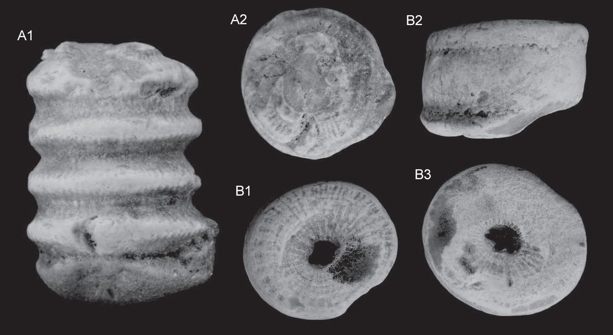 Dr. Adiel Klompmaker @paleoadiel.bsky.social (@paleoadiel) on Twitter photo New article alert‼️ A 99-page monograph about Jurassic and Cretaceous sea lilies is out. It includes the stratigraphically youngest record of Millericrinida, found in Alabama by Research Associate George Martin. 😀Summary: t.ly/rkdV7. <a href="/uamuseums/">UA Museums</a>
<a href="/UAMNH/">Alabama Museum of Natural History</a> #FossilFriday New article alert‼️ A 99-page monograph about Jurassic and Cretaceous sea lilies is out. It includes the stratigraphically youngest record of Millericrinida, found in Alabama by Research Associate George Martin. 😀Summary: t.ly/rkdV7. <a href="/uamuseums/">UA Museums</a>
<a href="/UAMNH/">Alabama Museum of Natural History</a> #FossilFriday