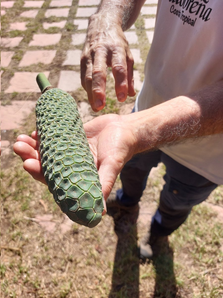 El clima suave del Mediterráneo, la gran altitud de las montañas que rodea la Comarca y el agua que proviene de Sierra Nevada hace que se puedan cultivar FRUTAS TROPICALES de todo tipo 🥑🌴🥭. ¡Y no hay que ir al Caribe🤣! 📍Finca Matagallares #vivesalobreña
