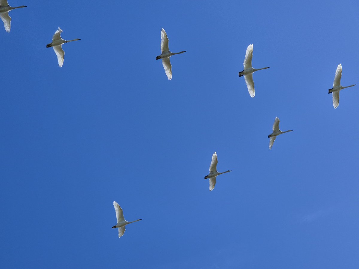 This was brilliant! Here it is passing low overhead, a phone pic as it caught me off guard shortly after arriving at the house! Now it's with <a href="/Jake_Gearty/">Jake Gearty</a> &amp; <a href="/DJLbirding/">Drew Lyness</a> on Stronsay