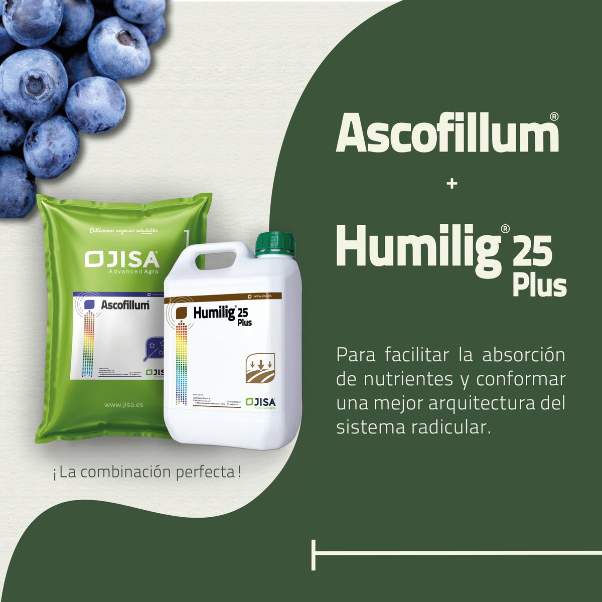 JisaNutrientes's tweet photo. 🍓¡Comienza la campaña de frutos rojos en Huelva!🍓
¡Enfrenta los retos de esta campaña con productos que cuidan de tu cultivo desde la raíz! 🌿
#FresasHuelva #Agronutrición #FrutosRojos #Campaña2024 #RaícesFuertes #NutriciónVegetal #Berries #JISA #JISAAdvancedAgro https://t.co/UigoTMzQ8x