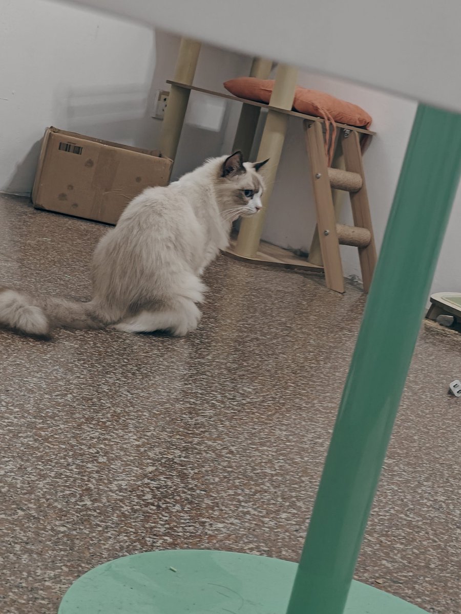 puyud_w's tweet photo. 我的猫猫真好看 https://t.co/3jBdhBve6r