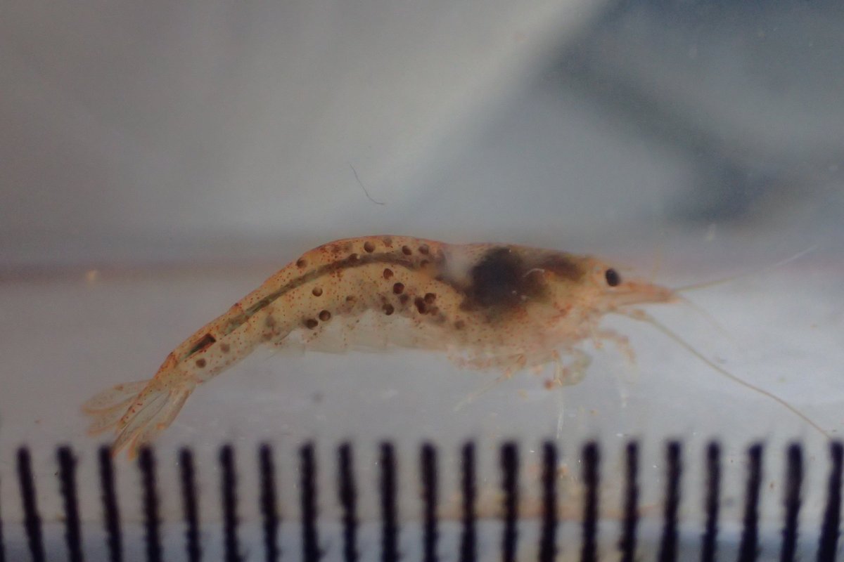 Laboratoire BOREA tweet media