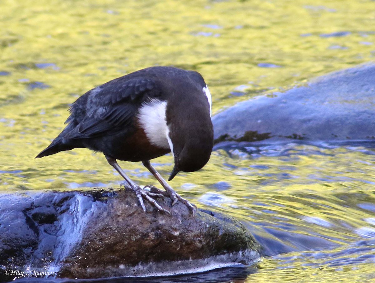 Dipper from yesterday - a really sunny day reflected in the water <a href="/DurhamBirdClub/">Durham Bird Club</a>