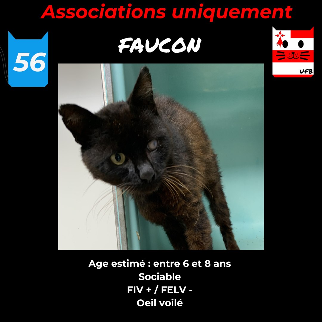 justineducern's tweet image. FAUCON va être SAUVE❤️
Les Puces de POULLAOUEN ( 29) vient  d&apos;accepter de le prendre en charge, peut-être aussi grâce dons pour aider à régler les frais véto pour lui .
Je mets le lien de sa page pour montrer ce que fait cette asso/ boutique solidaire⤵️
lespuces.weebly.com/a-propos-de-no…