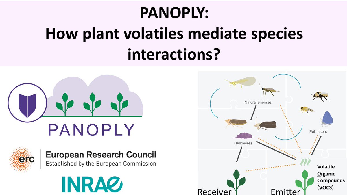 📢📢📢RT: I am thrilled to share that our #research  has been awarded funding by <a href="/ERC_Research/">European Research Council (ERC)</a> at <a href="/INRAE_France/">INRAE</a> 🎆
Anyone interested how #plants use volatiles  to mediate #species interactions and protect themselves? 
Get in touch: we're seeking  #postdocs and #PhD starting 2025