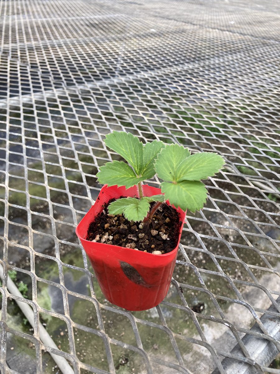 showafarm's tweet photo. #イチゴの苗 #イチゴ農家 

親株から長男〜四男と
子株ができていく🌱

最後の四男は小さめだけど
この根張りの凄さに驚き😵

やっぱり根っこだよね‼️

昨年より暑さなど条件悪いのに、
生育よく✨
株数も多かった✨

#有機酸カルシウム液肥
#コノコル 活躍中

#家庭菜園 https://t.co/PVt5sfGXd2