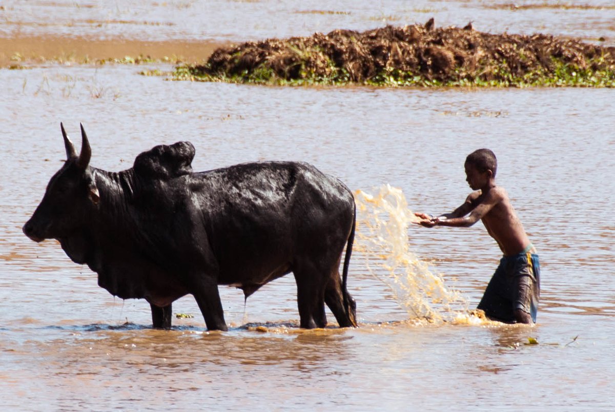 Daily life in East Africa 🌍. A moment of connection between man and livestock, reflecting the beauty of rural traditions. #EastAfrica #RuralLife #DocumentaryPhotography #HumanConnection #NaturePhotography #JeromeDevossePhotography