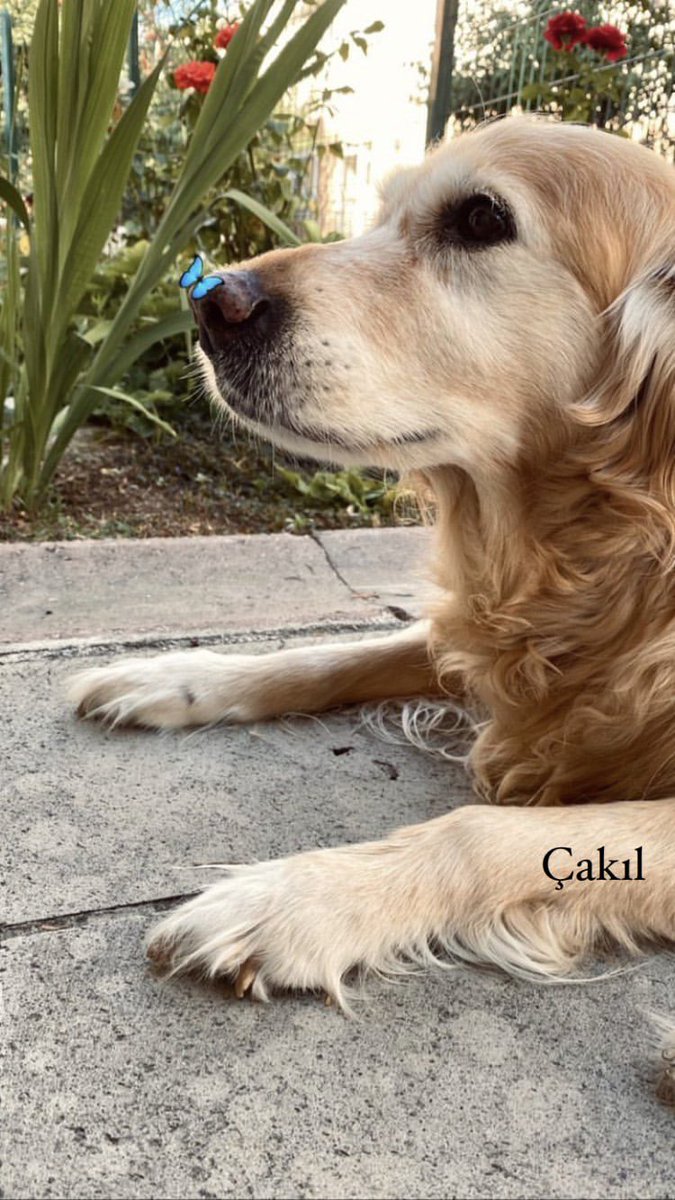 Dün gece en iyi, en vefalı dostuma veda ettim. Kalbimin bir parçası gitti. Gökkuşağının altında buluşuncaya dek hoşçakal kızım Çakıl 🎈