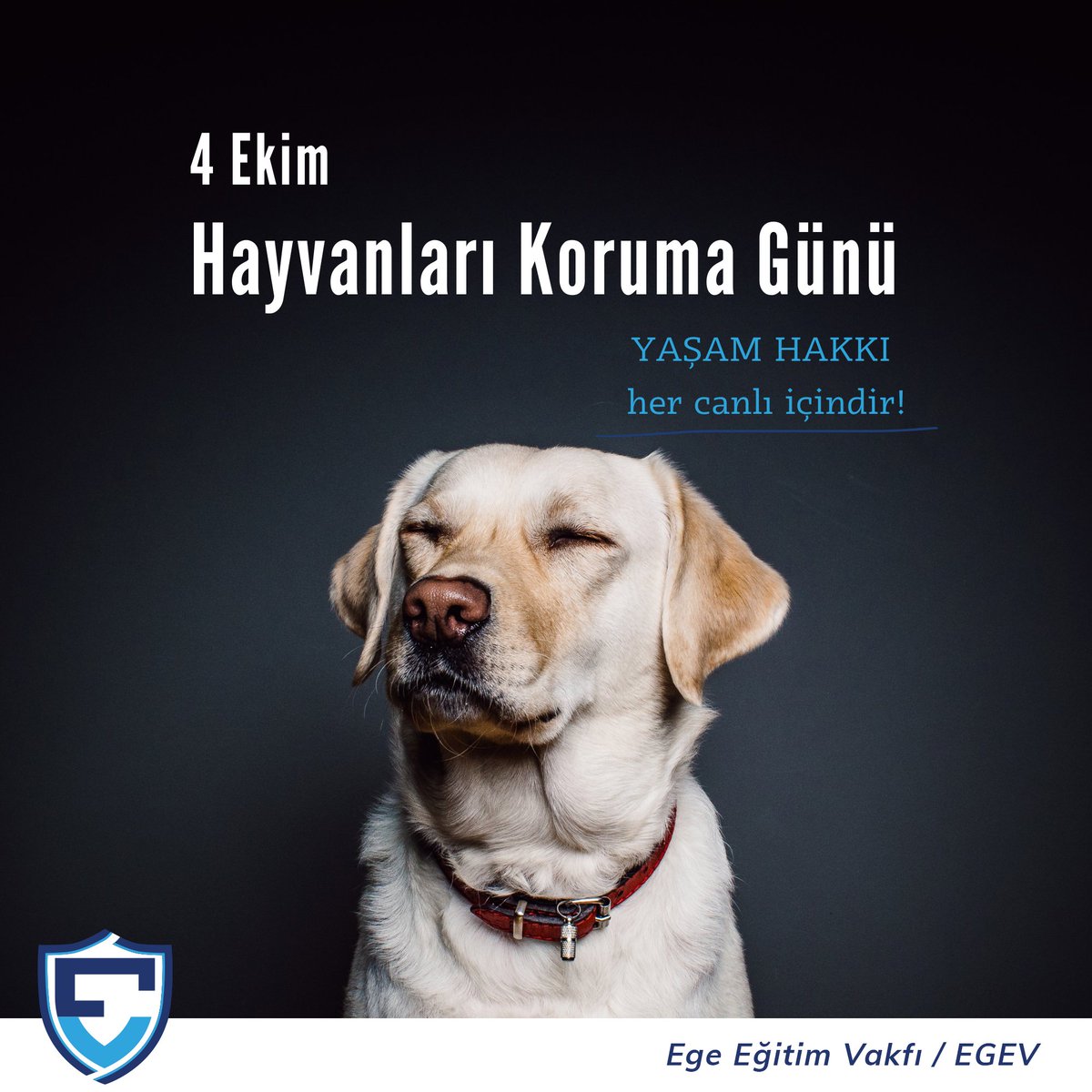 4 Ekim Hayvanları Koruma Günü’nde, sevimli dostlarımızın haklarına ve yaşamlarına saygı göstermenin önemini bir kez daha hatırlıyoruz. Onları korumak, doğamızı ve geleceğimizi korumaktır. Her canlının yaşam hakkına saygı duyduğumuz bir dünya için adım atalım!