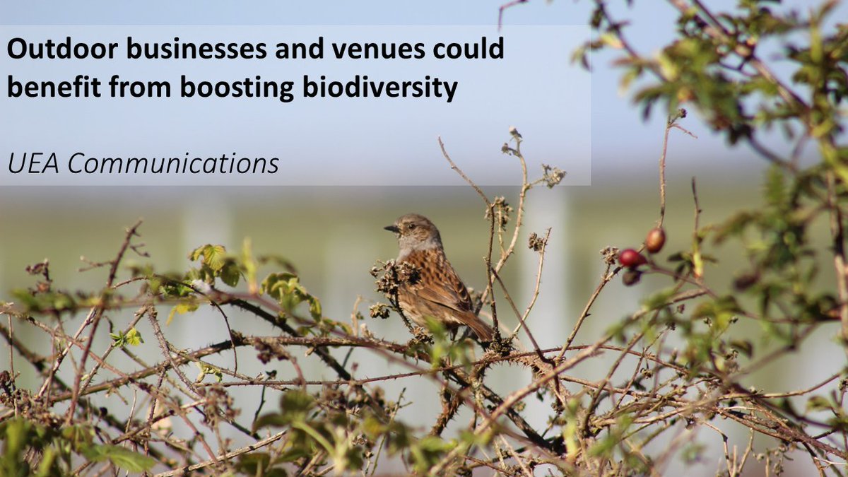 Can #birdsong help your business?

A lovely piece by <a href="/uniofeastanglia/">UEA</a> Comms Team about our recent #soundscapes study, with superb commentary from <a href="/saffrongrange/">Saffron Grange</a> #vineyard manager, Paul Harrison. Massive thanks to everyone at Saffron  for their support!

uea.ac.uk/about/news/art…