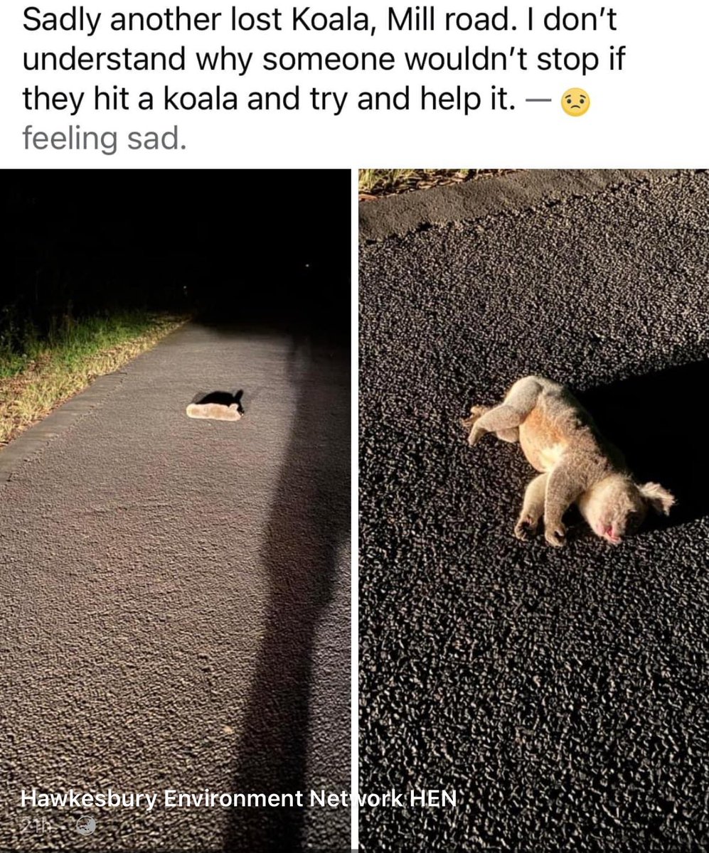 Sydney Basin Koala Network tweet media