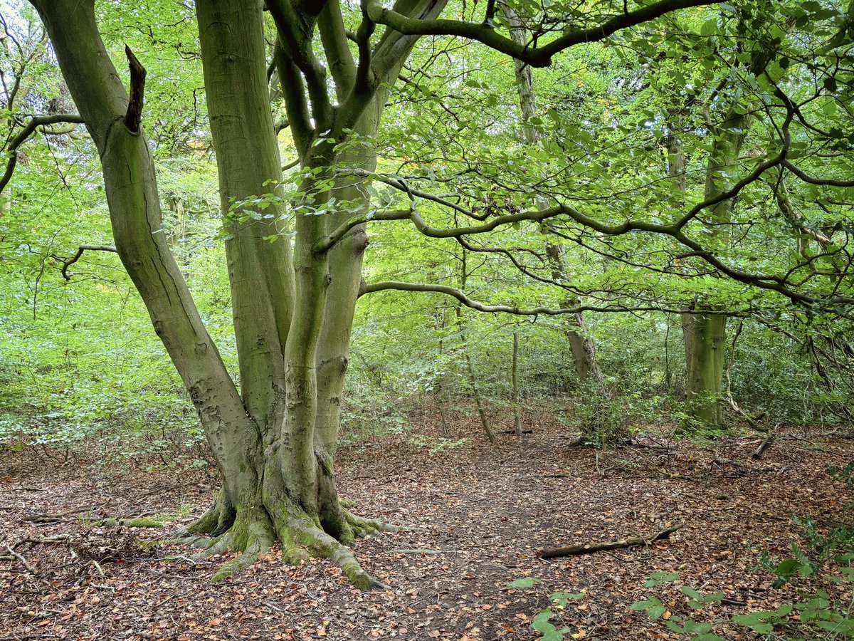 Had a lovely walk in the woods after work yesterday. Just me, the birds and the squirrels. So nice!