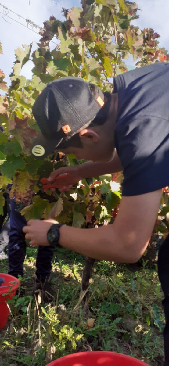 lpmartinbret's tweet photo. Début des vendanges au Château St Jean Lez Durance pour nos élèves de 2nd BAC Pro Métiers de l’hôtellerie restauration. https://t.co/FdsTDb8k3p