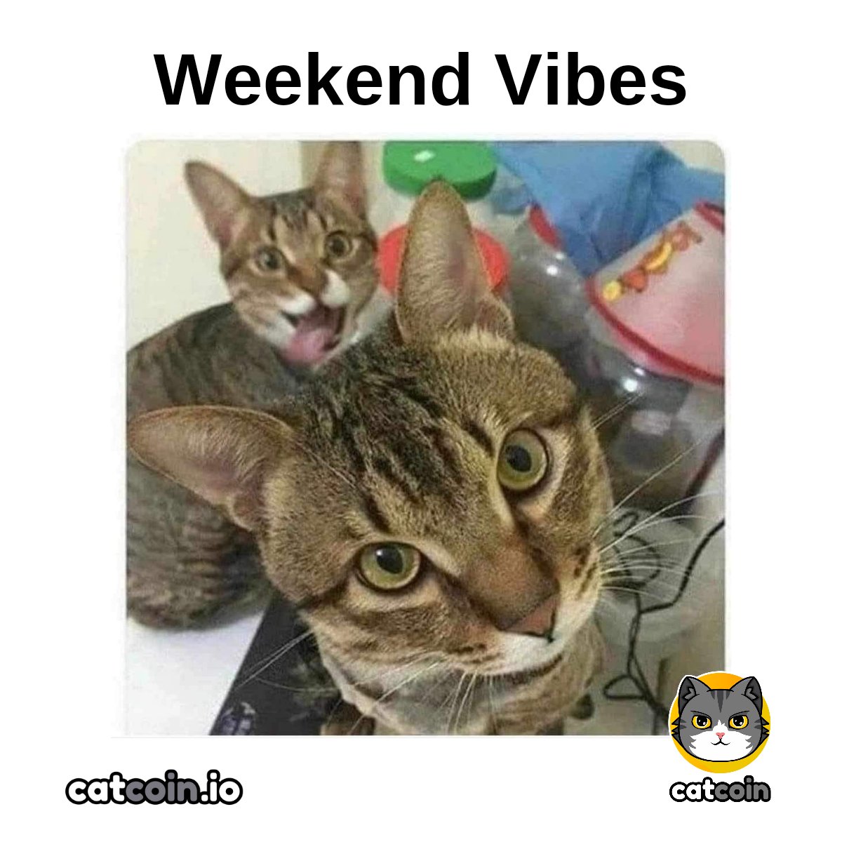 Cheers to the weekend. - $20

• Follow <a href="/officialcatcoin/">Official Catcoin</a>
• Retweet 
• And comment #Catcoin #USDT #giveaway 

48 hours