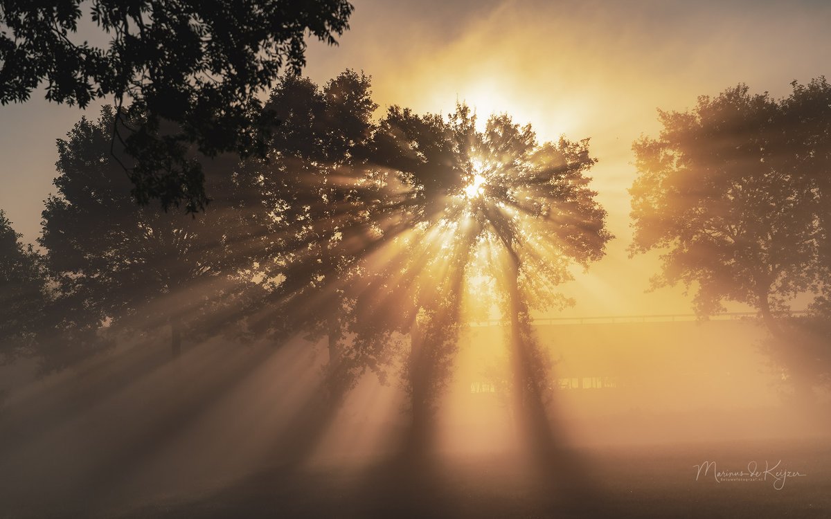 Goedemorgen het was weer een schitterende ochtend met zonnestralen door de bomen net na zonsopkomst vanochtend, ( wie van de drie ) #dierendag #goedemorgen <a href="/lauravanderblij/">laura van der blij</a>