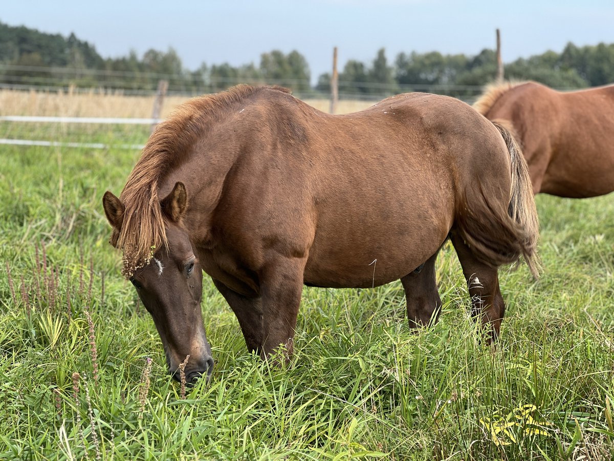 centaurus_found's tweet photo. The colours of autumn are not yet on the reserve, but our horses already feel the magic of the coming days 🍁🍃🍂 https://t.co/UBWu2oDV5w