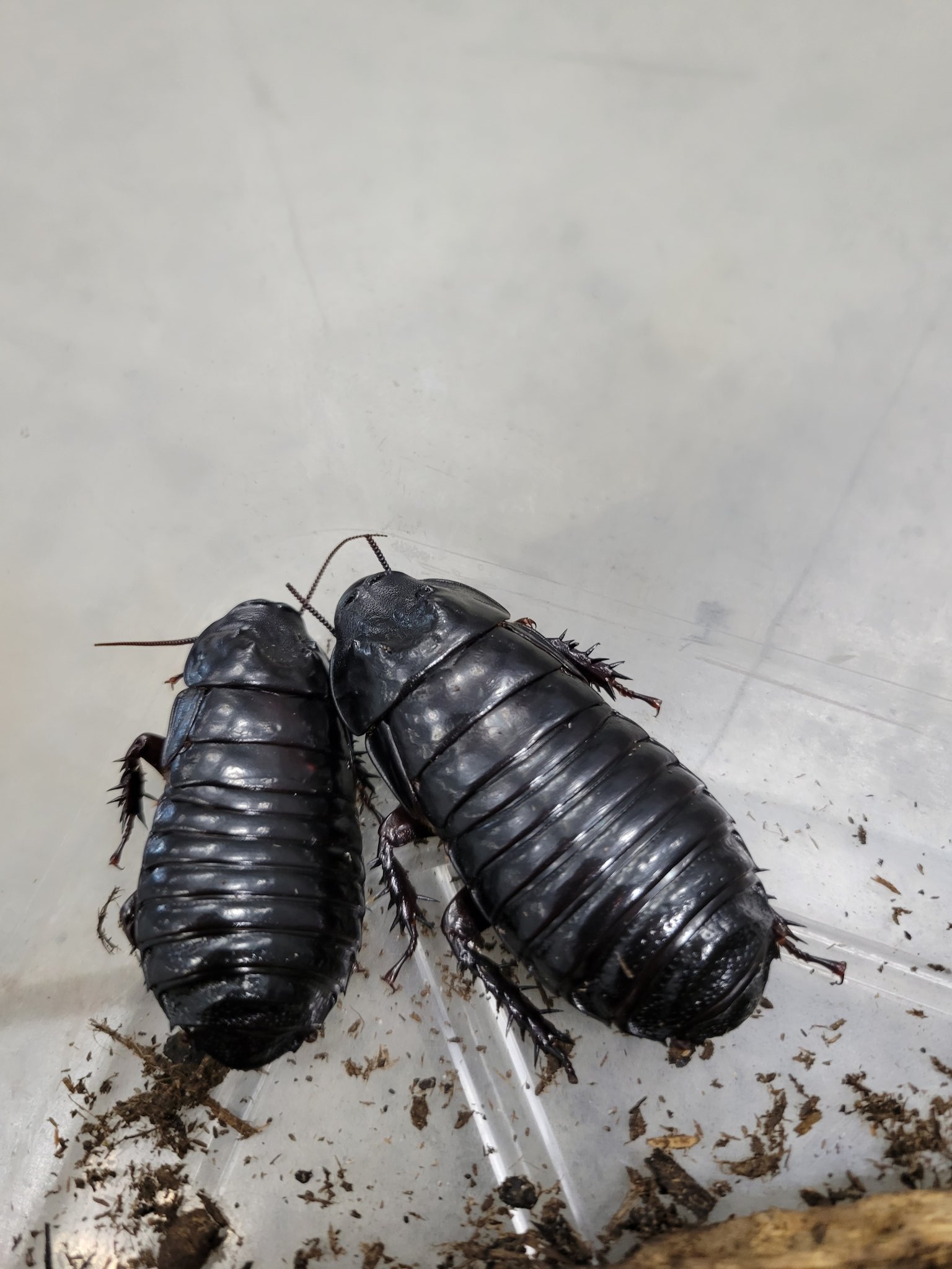 74mm】ヨロイモグラゴキブリ Macropanesthia 昆虫標本 ヨロイモグラ