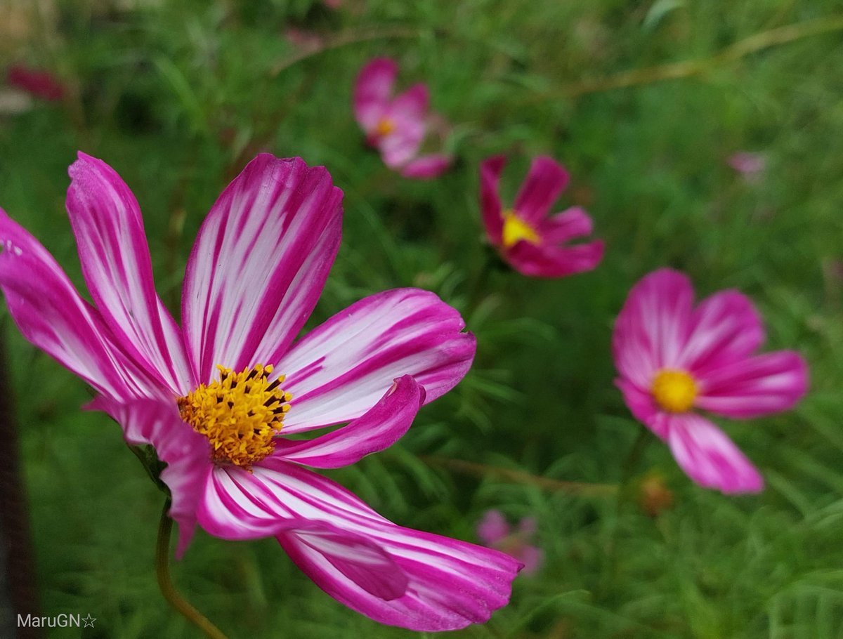 gn_maru's tweet image. "La sonrisa es una bienvenida universal".
Max Eastman
¡Feliz #DíaMundialDeLaSonrisa! 🙂
#FlowersOnFriday #SmileDay #WorldSmileDay #Friday #FridayVibes #quoteoftheday #quote #Smile #sonrisa #NatureTherapy #flores #photography #Fotografía #ThePhotoHour #hacerfotos