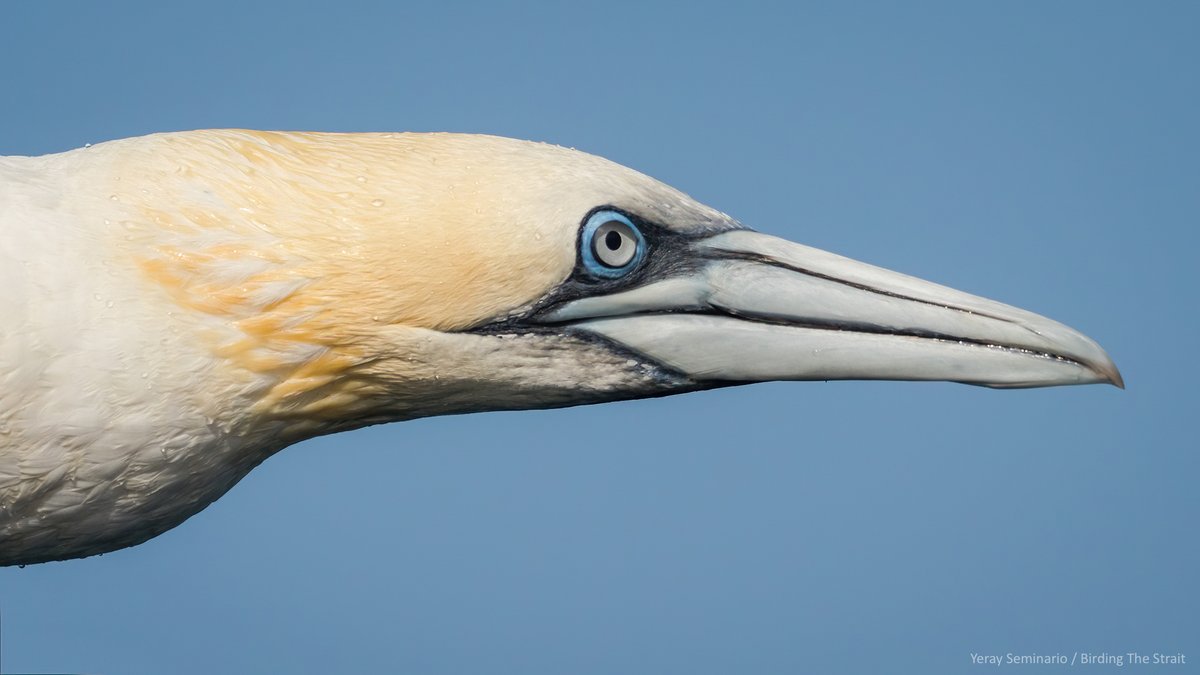 Birding The Strait tweet media