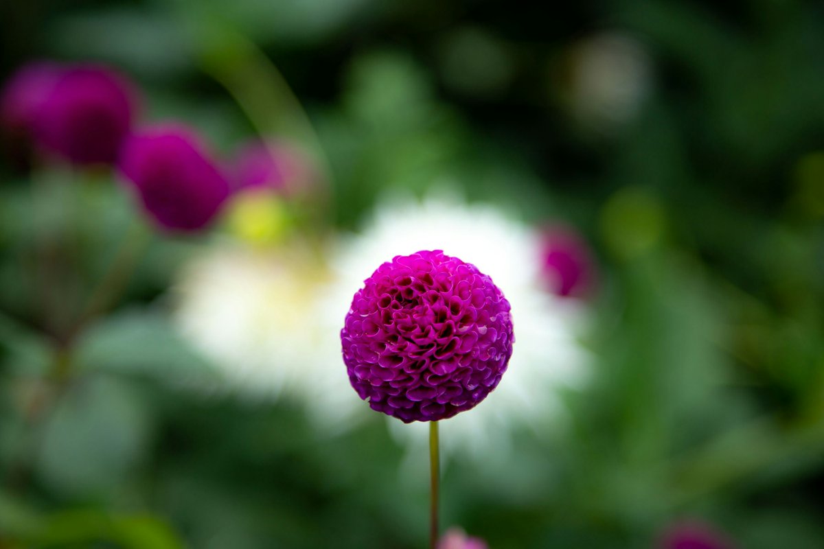 This close up was taken at Biddulph Grange. The garden dahlia is a common spring flower that we see in many of the  gardens that we tent to. The flowers themselves are unscented &amp; attract pollinators using only their bright colouration. blueirislandscapes.co.uk/professional-g…