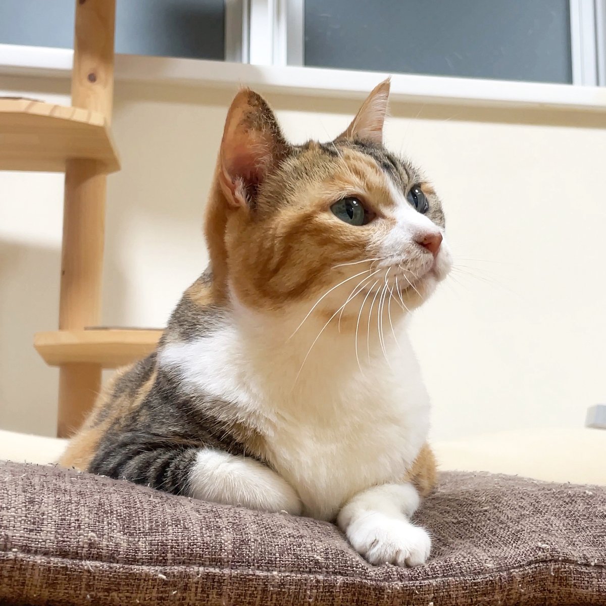 湊文『猫の菊ちゃん』 tweet media