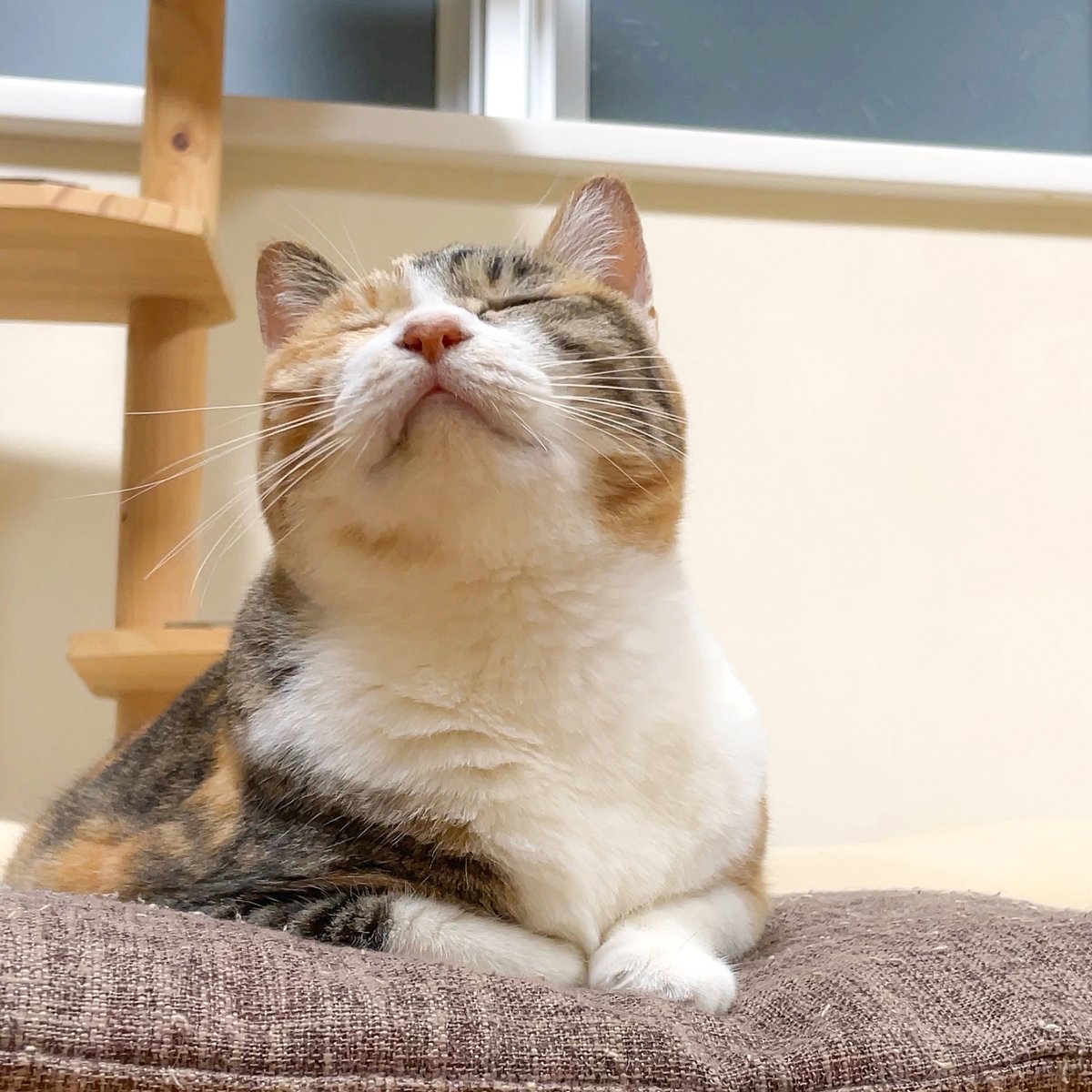 湊文『猫の菊ちゃん』 tweet media