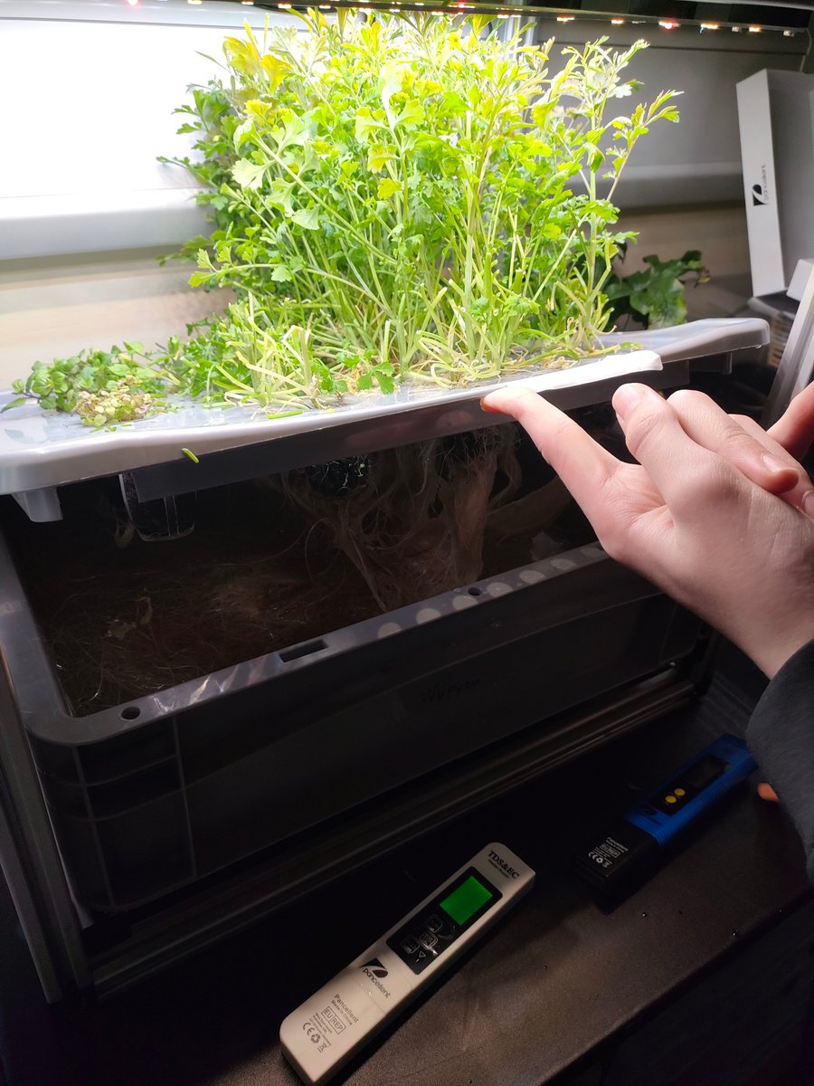 Look at the roots of our Cress that's growing in our hydroponics tower. Wow! You don't usually see the whole network as it's below ground but having our hydroponics tower let's us see so much more.