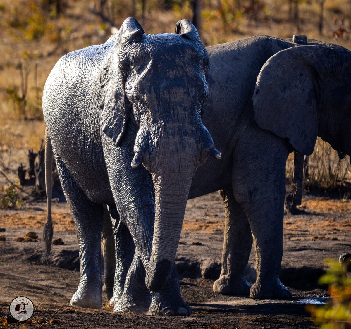 Timothy Marks 🎥 🇿🇼 🐘 tweet media