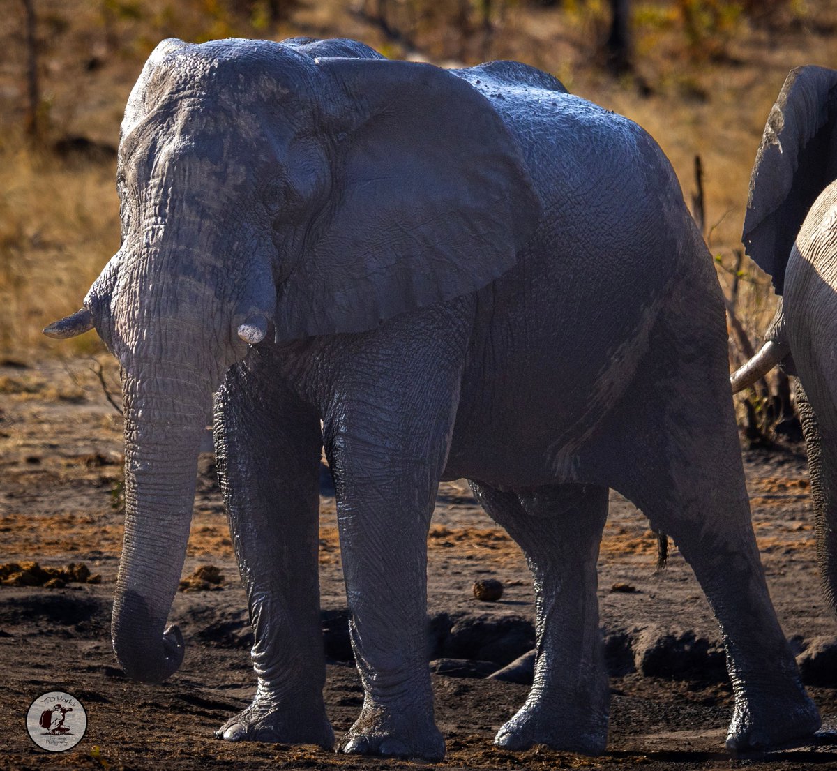 Timothy Marks 🎥 🇿🇼 🐘 tweet media