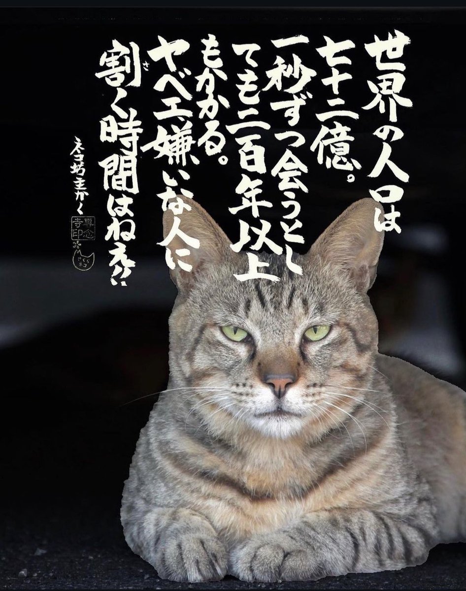 yabumoto610's tweet photo. ネコさんから人間さんへ今日の一言 https://t.co/3nkPNHNKxL