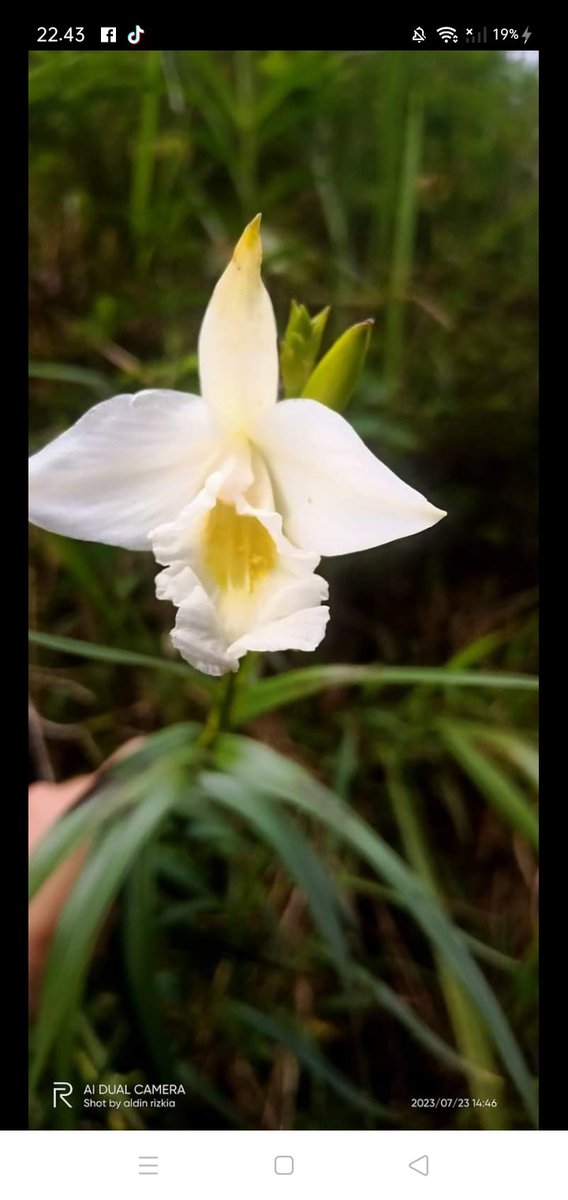 kvnrdt's tweet photo. Arundina gramifolia 
From central java(indonesia) https://t.co/UPMDJ4KkHz