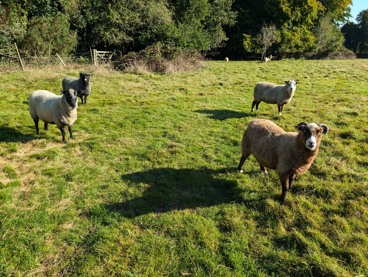 YH_SmallHolding's tweet image. During Donkey Downtime today the pupils took a moment to reflect on their week, followed by a visit to the sheep to show them their reflections and to have a mindful moment @YorkHouseSch #smallholding #MentalHealthMatters