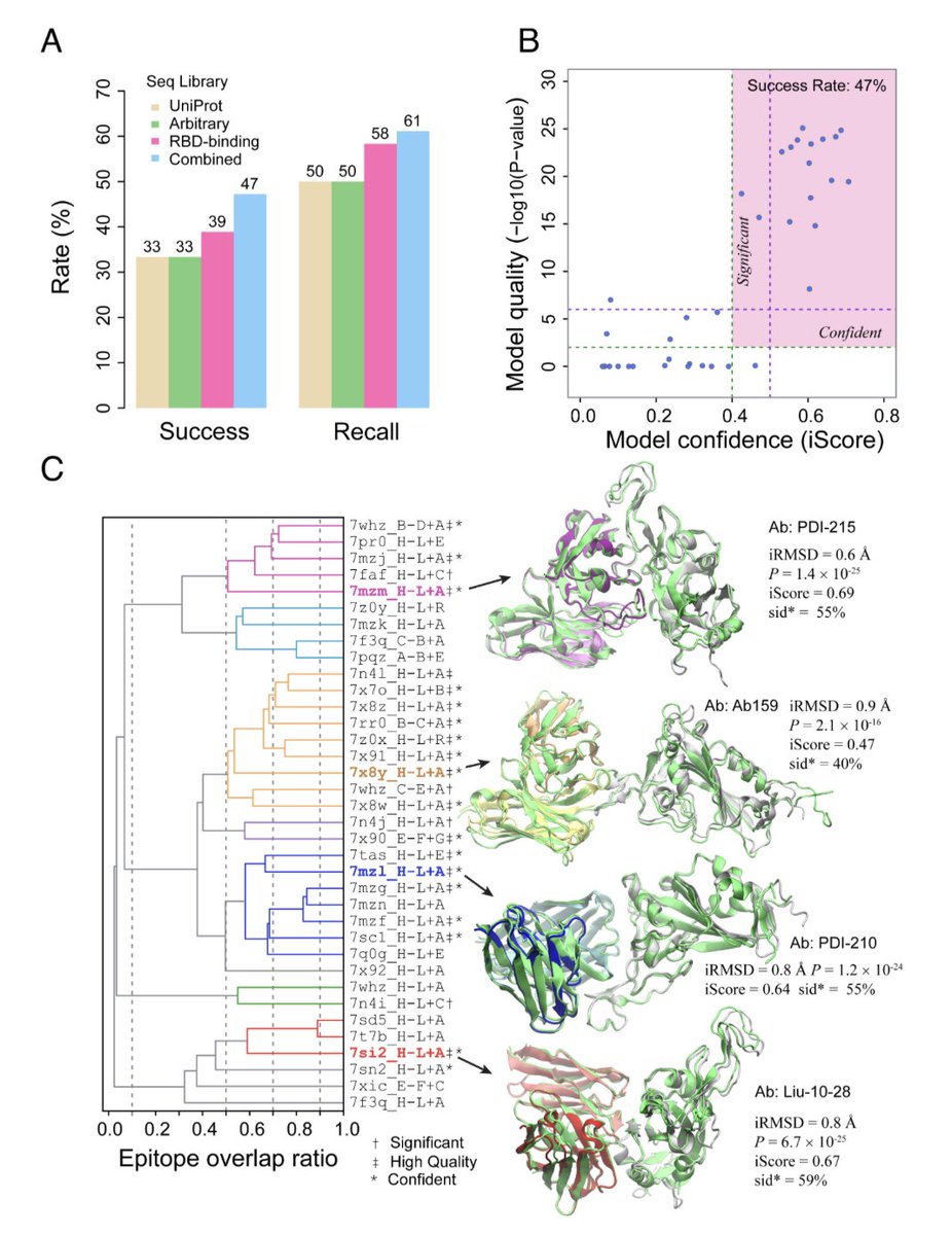 BiologyAIDaily's tweet photo. Improved deep learning prediction of antigen–antibody interactions @PNASNews 

1/ This paper presents a breakthrough in predicting antigen–antibody interactions using deep learning models, particularly focusing on the spike protein of SARS-CoV-2. It evaluates the AF2Complex model's accuracy in predicting the structure of antibody-antigen complexes.

2/ One key innovation is the use of B cell sequencing data to improve prediction accuracy. By employing known RBD-binding antibodies, the AF2Complex model significantly outperforms previous approaches, achieving a top prediction accuracy of 61% on a benchmark of 36 antibodies.

3/ The study demonstrates that the deep learning approach can distinguish true antigen-binding antibodies from randomly selected antibodies with remarkable precision. For example, the model identifies true positives with a precision of 90% while maintaining a recall of 25%.

4/ This deep learning method offers a robust tool for predicting antibody-antigen interactions without requiring experimental structural data, making it highly valuable for vaccine design and therapeutic antibody development, especially in cases like COVID-19.

5/ The study highlights the AF2Complex model's capability to detect antibodies that target diverse epitopes, proving its utility for complex immune-related tasks and expanding the potential applications of deep learning in immunology and drug development.

💻Code: https://t.co/B96Mf2j4NK  
📜Paper: https://t.co/VHMkk5tDyC