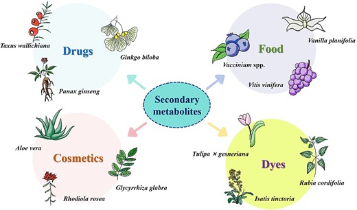 Hortres's tweet image. Alternative splicing regulates plant secondary metabolism, enhancing metabolite diversity. #PlantMetabolism #AlternativeSplicing #Bioengineering @OxfordJournals
Details:doi.org/10.1093/hr/uha…