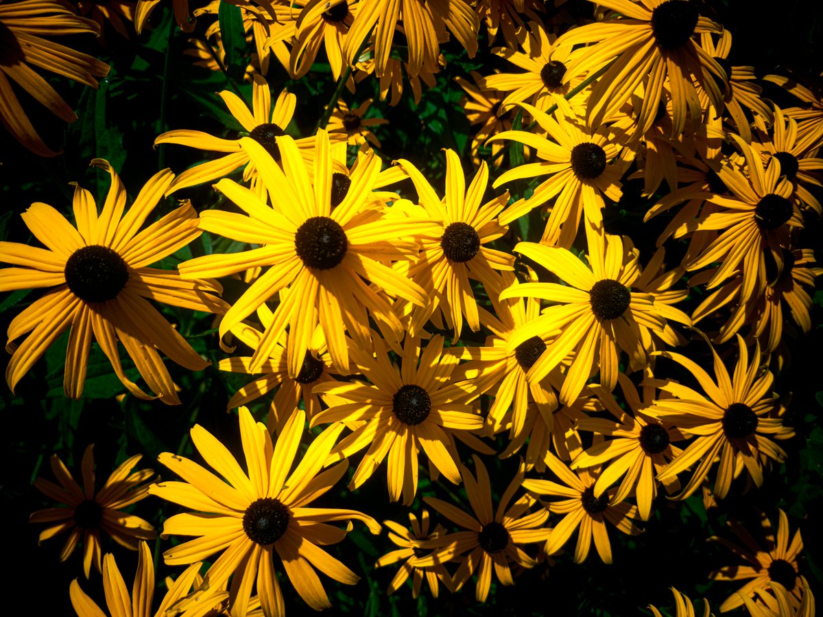 DFSschmickl's tweet photo. #coneflower #echinacea to make #herbalvinegars #herbalspirits and #hydrosol

#echinaceapurpurea and #echinaceaparadoxa

#sonnenhut #essig #kräuter #schnaps https://t.co/doXCQ4wwAz