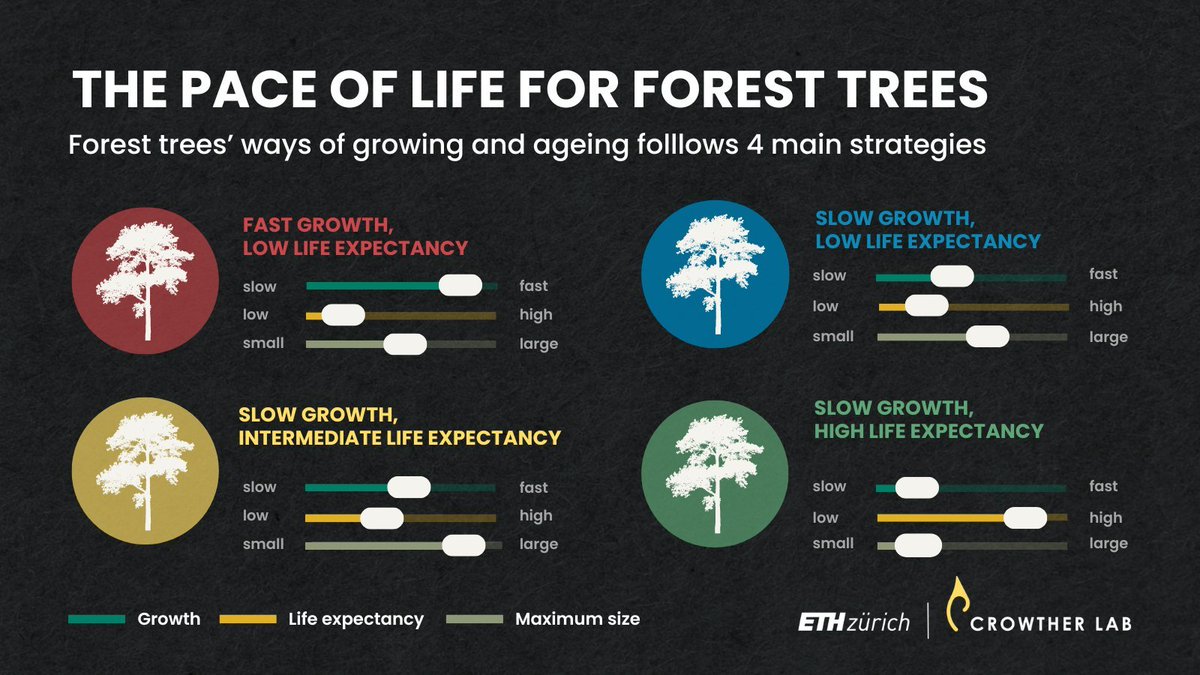 ForestPlots (@forestplots) on Twitter photo The amazingly variable Pace of Life for Trees! Species lifespans are as long as three millenia, and as short as a handful of years.
Congratulations <a href="/LalasiaM/">Lalasia Bialic-Murphy</a> <a href="/TomPughLab/">Tom Pugh</a> @nanimuelbert ForestPlots, RAINFOR and other colleagues across South & North America
science.org/doi/10.1126/sc… The amazingly variable Pace of Life for Trees! Species lifespans are as long as three millenia, and as short as a handful of years.
Congratulations <a href="/LalasiaM/">Lalasia Bialic-Murphy</a> <a href="/TomPughLab/">Tom Pugh</a> @nanimuelbert ForestPlots, RAINFOR and other colleagues across South & North America
science.org/doi/10.1126/sc…