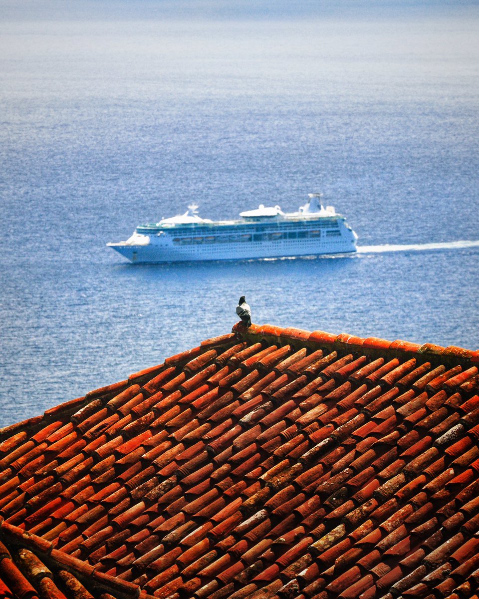 📕 Para la RAE no hay “palo má”s grande que un “cruce ro”mántico y fortuito entre una paloma y un crucero. ¿Por qué? Pues porque, desde ahí arriba, la paloma acabaría gritándole al crucero «¡”Teja do”ro!». 

#BreñaBaja #LaPalma #Canarias