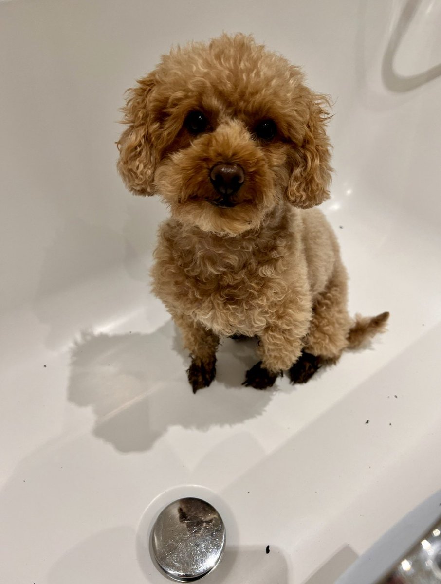 LouiseF1's tweet photo. @comms2point0 Ripley found a very muddy puddle and is ready to face the consequences 🙄 #CommsPets https://t.co/amJ0ExjpML