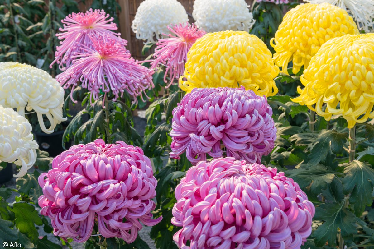 Saviez vous que le chrysanthème est l'une des fleurs qui représente l’automne au #Japon 🇯🇵 ?

Il existe plusieurs variétés de chrysanthèmes aux couleurs et aux formes variées ! Elle est aussi symbole de noblesse et de longévité💐