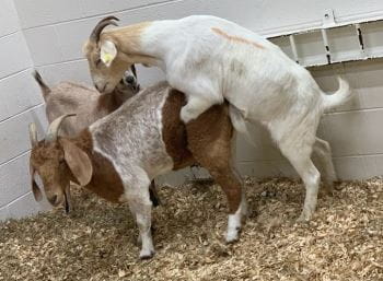 Shampolfarming's tweet photo. Mating means the physical meeting of male and female animal for the purpose of giving birth. Before mating can occur the female animal must be on heat,she must be willing for the male to mount her.

Sham Poultry And Livestock Farming https://t.co/itVCzTuzkX