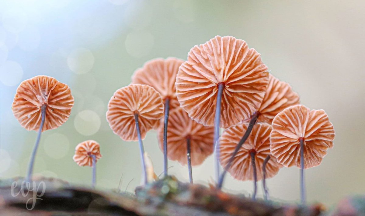 #laagbijdegrond om deze paddestoeltjes te fotograferen.