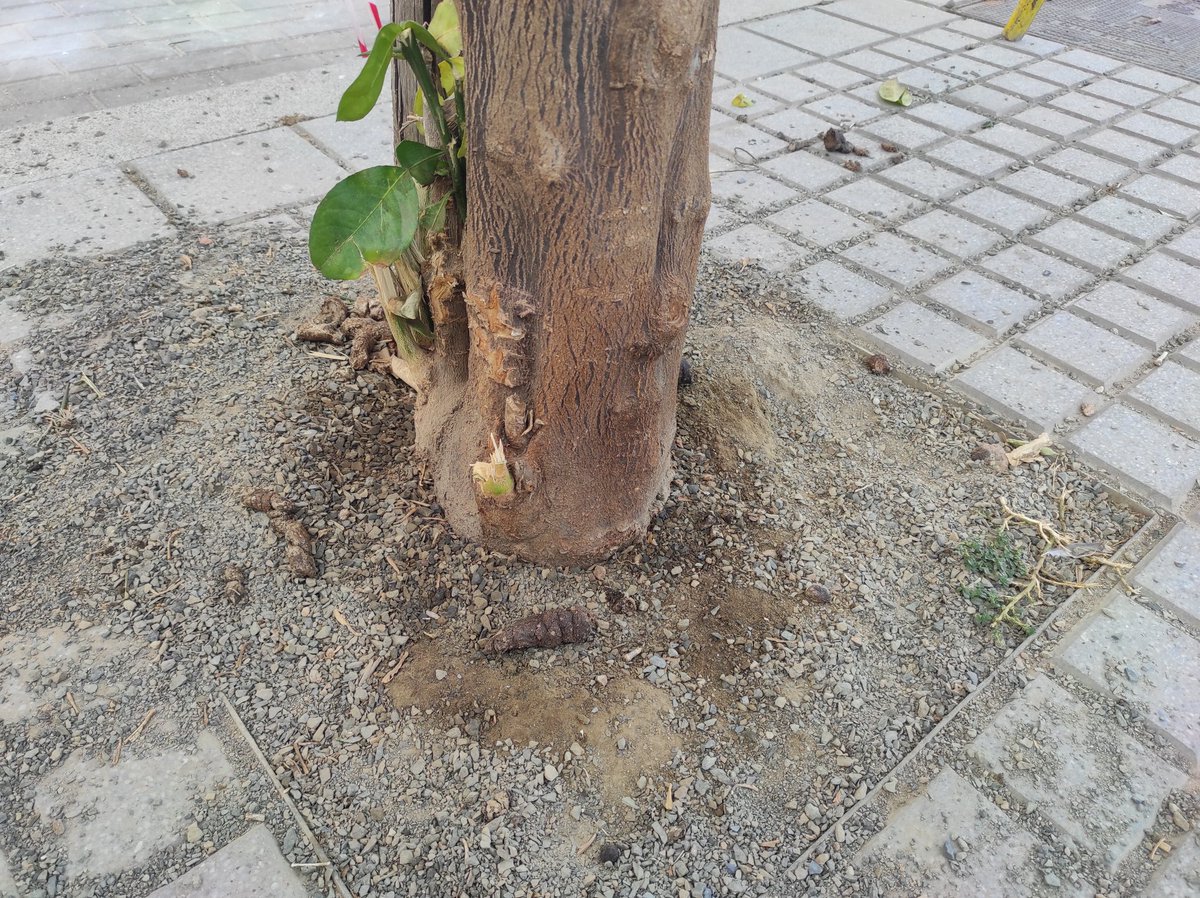 marygalvez22's tweet photo. pequeños y gente en silla de ruedas que tenemos que sortearlos para no llevarnos el "regalito" a casa.Necesitamos ese registro de Adn para poder https://t.co/TsQoLFQgzVñalizaciones con las multas previstas en la ordenanza. Mayor limpieza de calles.Y lo imperdonable..hay cacas has https://t.co/FkTM0BPV5E