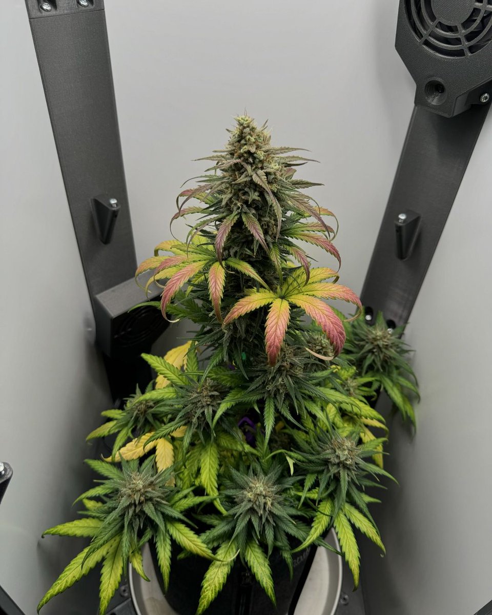 🚨Friday's giveaway!🚨
We are giving away:
+ 10 seeds of the award-winning Fast_Buds
 genetics  that are available on our official website
+ Eco-friendly 420 Jar
🚨Rules~
• Follow fast_buds
• Tag 3 friends 
• Like + Retweet
We will announce the winner the next week!
Good luck!