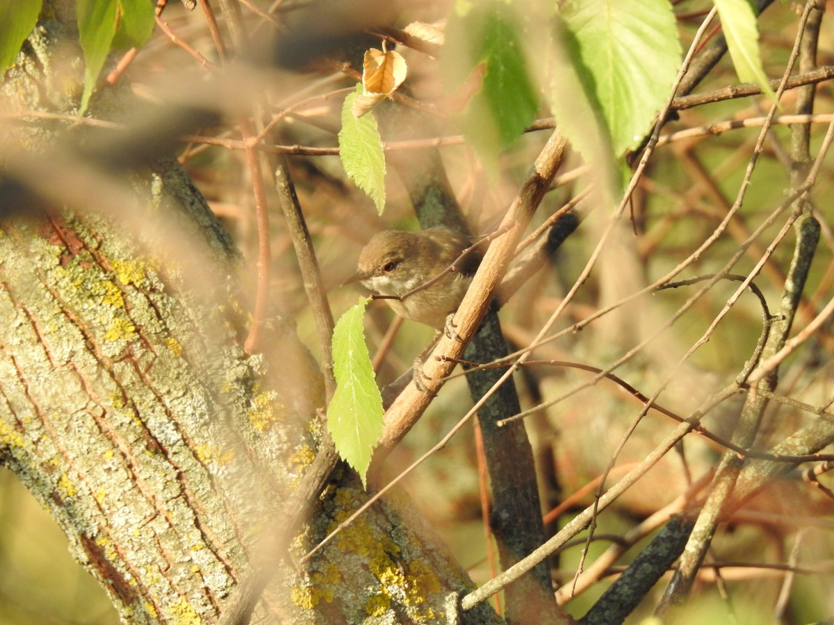 Listado de especies vistas en el verano en las riberas del Manzanares:
educa2.madrid.org/.../de-junio-a…...
En las imágenes: hormiga granera Messor barbarus, Tropidtilla litoralis, culebra de escalera y curruca carrasqueña occidental.